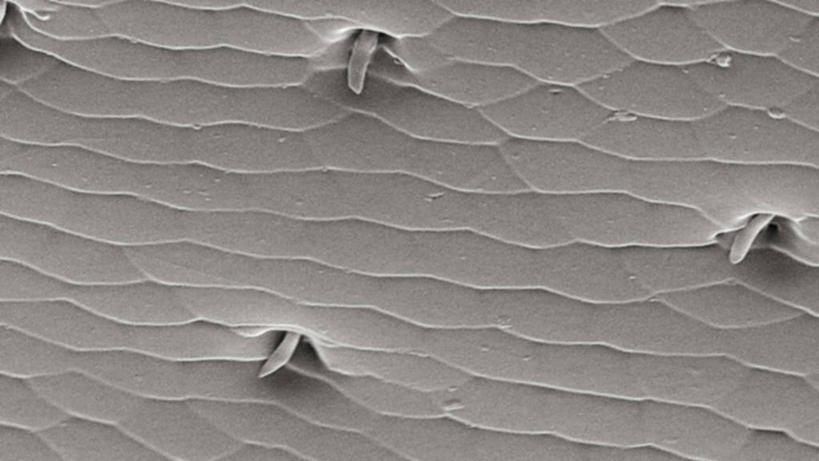 无人,横图,黑白,壁炉,瓢虫,昆虫,取暖,摄影,甲虫,节肢动物,取暖设备