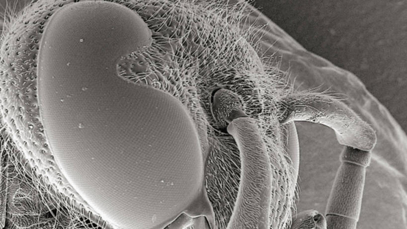 无人,横图,黑白,蜜蜂,昆虫,摄影,节肢动物,黄蜂,复眼