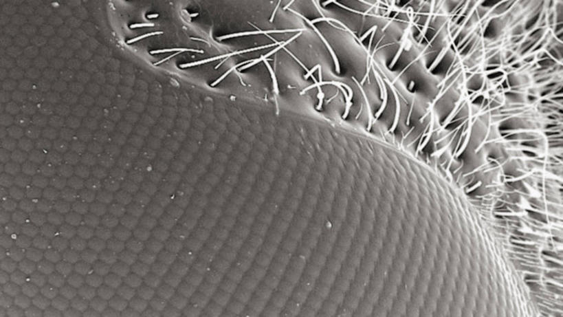 无人,横图,黑白,蜜蜂,昆虫,摄影,节肢动物,黄蜂,复眼