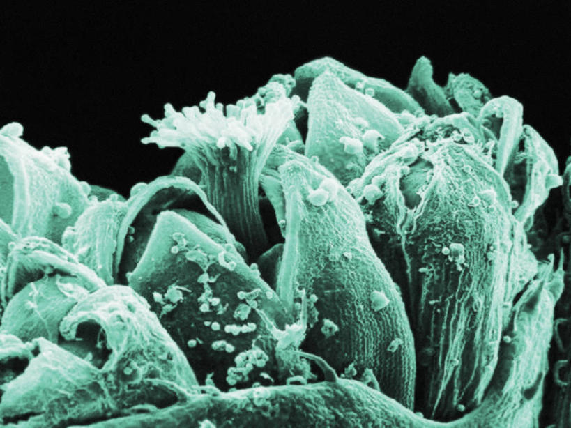 无人,横图,仪器,植物,检查,反射,分析,科学,显微镜,草药,药草,中药,蓝色,绿色,观察,清晰,探索,摄影,放大,观看,仔细,透镜,凸透镜,聚焦,关注,药材,中草药,花粉,过敏,粒子,中药材,本草,光学,清楚,艾叶破布草,美洲艾,豚草,彩图,扫描电镜,扫描电子显微镜