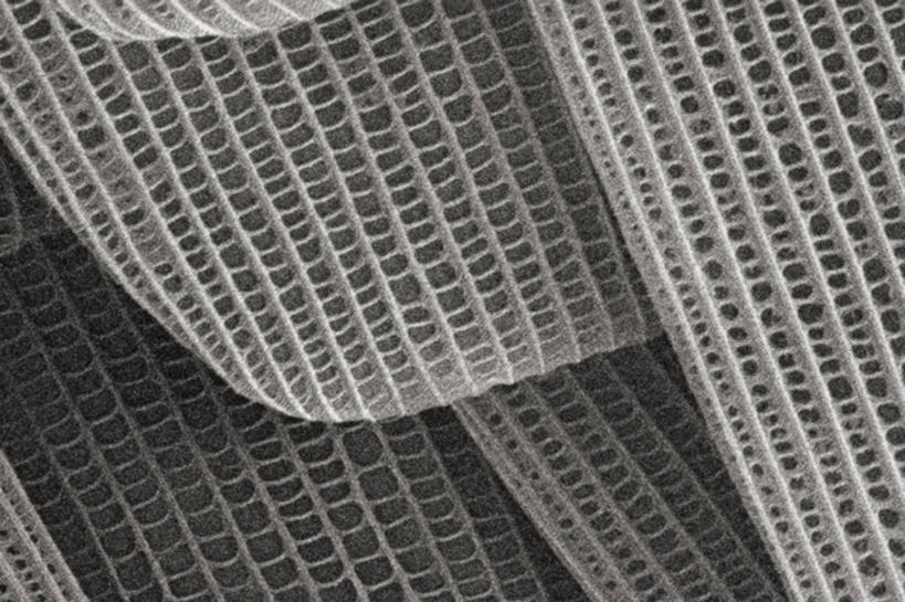 无人,横图,黑白,仪器,检查,反射,分析,科学,昆虫,显微镜,观察,华夫饼干,清晰,探索,摄影,放大,观看,仔细,透镜,凸透镜,聚焦,关注,节肢动物,光学,清楚,扫描电镜,扫描电子显微镜