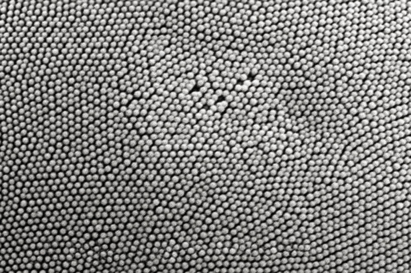 无人,横图,黑白,仪器,检查,反射,分析,科学,昆虫,显微镜,观察,清晰,探索,摄影,放大,观看,仔细,透镜,凸透镜,聚焦,关注,节肢动物,光学,清楚,复眼,扫描电镜,扫描电子显微镜