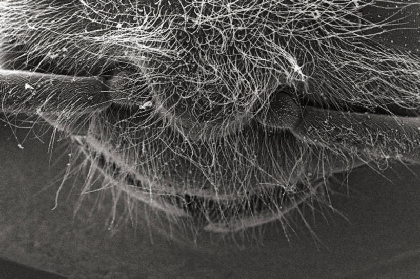 无人,横图,俯视,黑白,仪器,蜜蜂,检查,反射,分析,科学,显微镜,观察,清晰,探索,摄影,放大,观看,仔细,透镜,胸腔,凸透镜,聚焦,关注,节肢动物,光学,清楚,高角度拍摄,扫描电镜,扫描电子显微镜