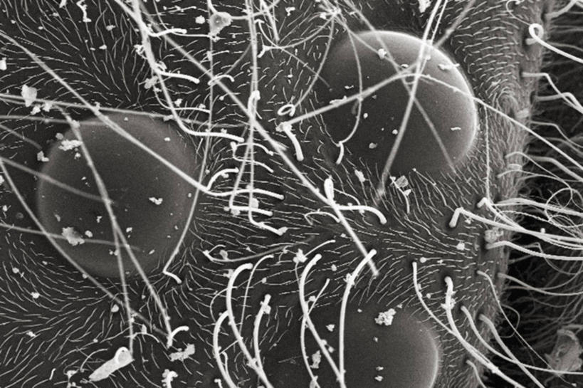 无人,横图,俯视,黑白,仪器,蜜蜂,检查,反射,分析,科学,显微镜,观察,清晰,探索,摄影,放大,观看,仔细,透镜,凸透镜,聚焦,关注,节肢动物,光学,清楚,高角度拍摄,扫描电镜,扫描电子显微镜