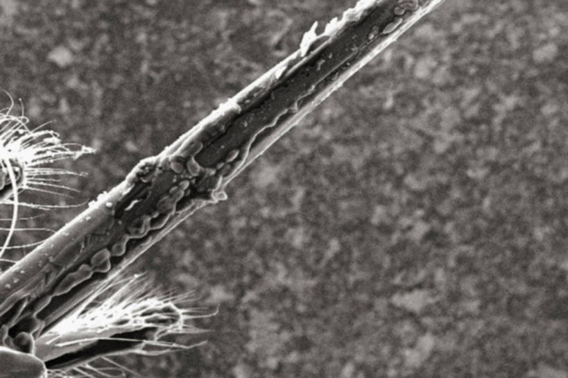 无人,横图,黑白,仪器,蜜蜂,检查,反射,分析,科学,昆虫,显微镜,动物,观察,清晰,探索,摄影,放大,观看,仔细,透镜,凸透镜,聚焦,关注,节肢动物,益虫,光学,清楚,螫针,扫描电镜,扫描电子显微镜