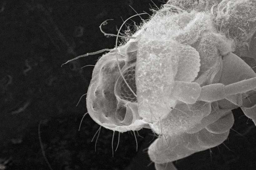 无人,横图,黑白,仪器,贝壳,检查,小的,反射,分析,科学,昆虫,显微镜,观察,清晰,探索,摄影,放大,观看,仔细,透镜,凸透镜,聚焦,关注,节肢动物,光学,清楚,扫描电镜,扫描电子显微镜