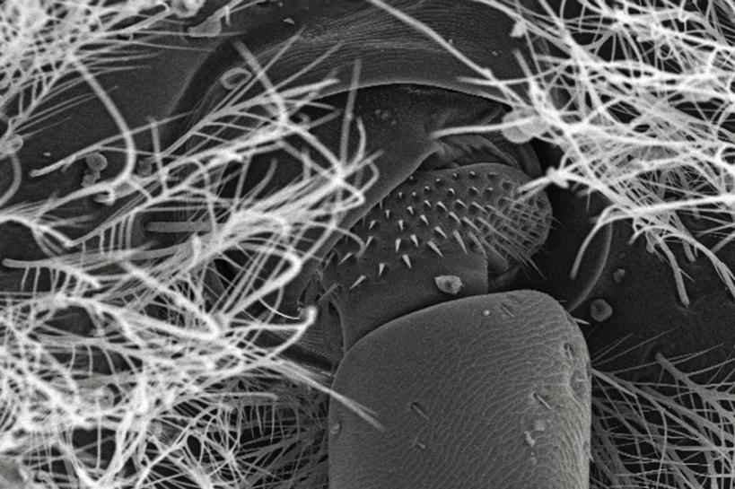 无人,横图,黑白,仪器,蜜蜂,羽毛,检查,反射,分析,科学,昆虫,显微镜,观察,清晰,探索,愤怒,摄影,放大,观看,仔细,透镜,凸透镜,聚焦,关注,节肢动物,光学,清楚,鞭毛,扫描电镜,扫描电子显微镜,木蜂