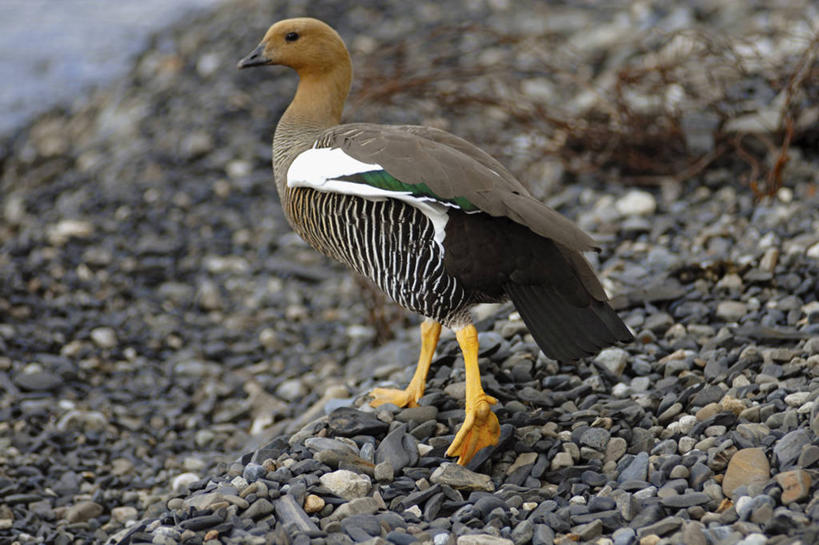 无人,横图,室外,白天,鹅,野生动物,智利,鸟类,自然,南美,摄影,国家公园,彩图,旅行