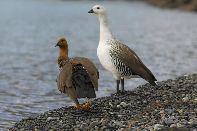 无人,横图,室外,白天,鹅,野生动物,智利,鸟类,自然,动物,两只,南美,摄影,国家公园,彩图,旅行