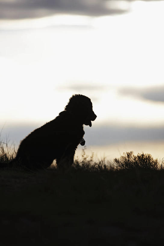 无人,坐,微笑,竖图,室外,白天,幸福,纯洁,狗,美国,小狗,动物,夏天,可爱,童年,童趣,摄影,生长,幽默,伯恩山犬,剪影,童真,烂漫,无邪,科罗拉多州,天真,彩图,动物行为