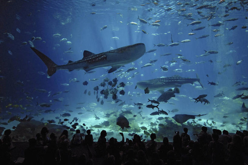 横图,水下,美国,一群,许多,发光,光亮,很多,鱼类,水族馆,摄影,剪影,亚特兰大,鲸鲨,彩图