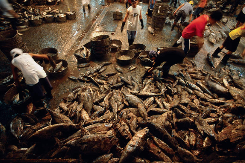 横图,俯视,菲律宾,食品,首都,鱼类,饮食,摄影,贫穷,马尼拉,贫民窟,海产,彩图,高角度拍摄,鱼市,菲律宾人