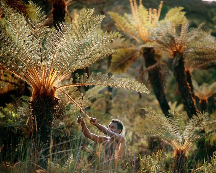成年人,中年人,一个人,横图,印度尼西亚,巴布亚新几内亚,仅一个男性,仅一个人,仅一个中年男性,食品,蕨菜,饮食,摄影,收获,男人,男性,中年男性,彩图