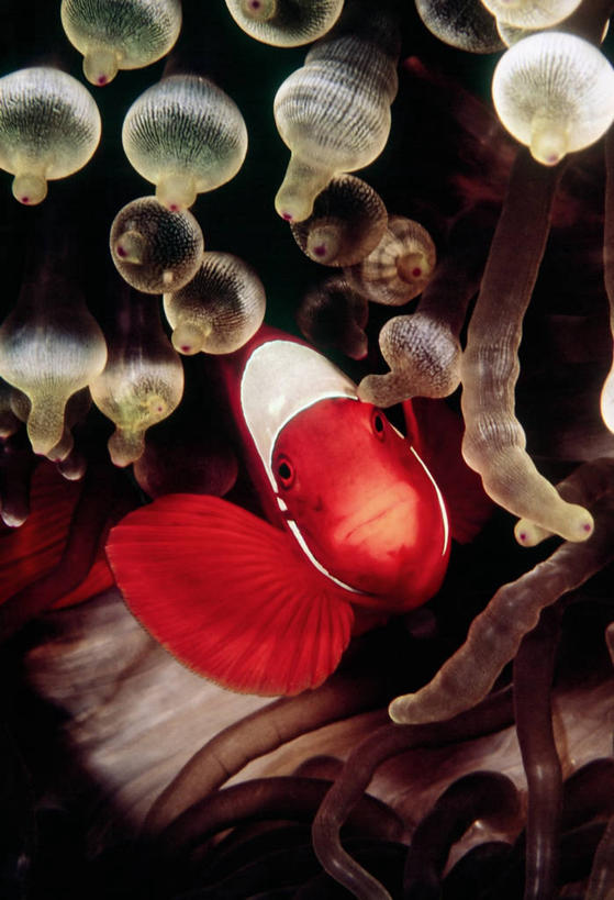 无人,竖图,特写,水下,海洋,海葵,珊瑚,鱼类,橙色,摄影,明亮,太平洋,海葵鱼,暗礁,彩图,共生关系