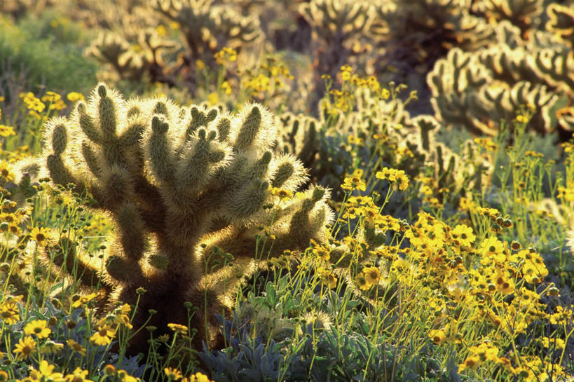 无人,公园,横图,室外,白天,美景,沙漠,仙人掌,美国,斑点,景观,田地,野花,黄色,自然,景色,摄影,北美,北美洲,早晨,加利福尼亚,自然风光,痛苦,美洲,爆发,逆光,加州,加利福尼亚州,安萨玻里哥沙漠公园,金州,黄金州,北亚美利加洲,亚美利加洲,大漠,砂漠,彩图,美利坚合众国