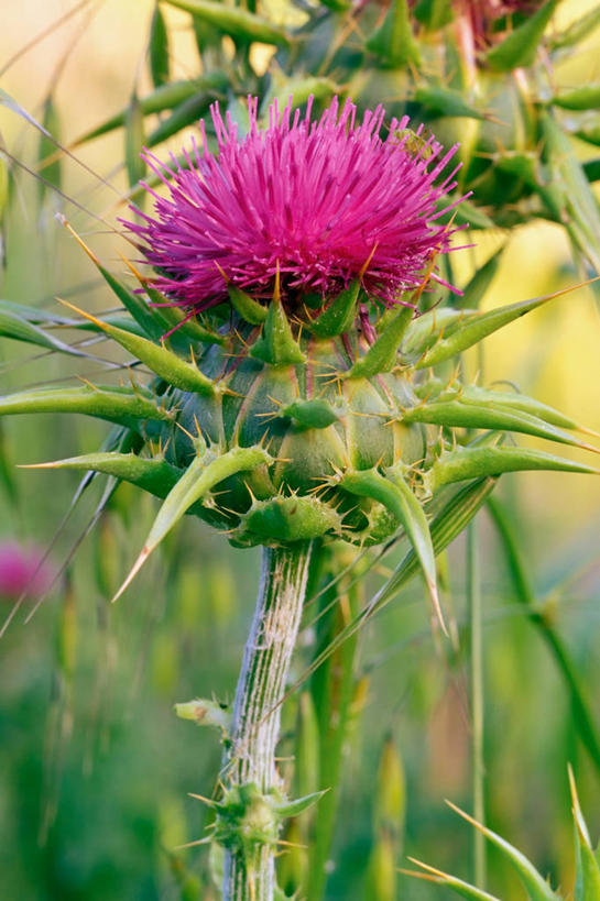 无人,竖图,室外,白天,美景,弯曲,盛开,景观,冬天,尖顶,茎,花蕾,草,花,花瓣,花朵,鲜花,一朵,绿色,紫色,自然,花苞,花蕊,蓟,景色,愤怒,摄影,北美,暴力,加利福尼亚,自然风光,痛苦,进攻,矛,害虫,彩图,反话