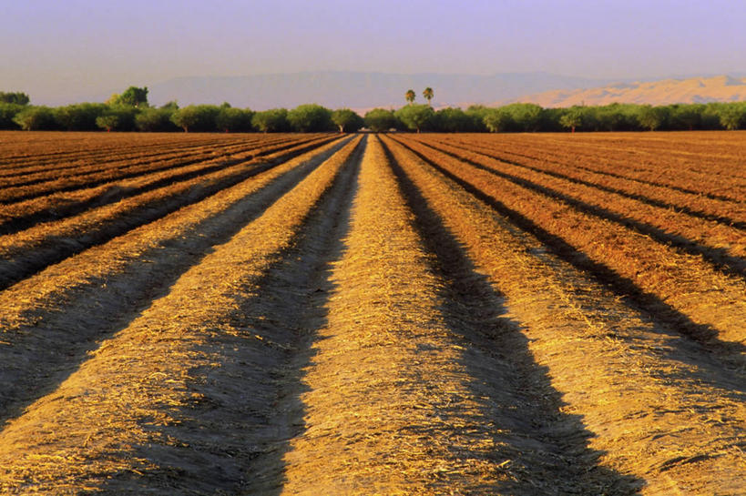 皱纹,无人,横图,室外,白天,旅游,度假,农业,美景,山,山脉,植物,棕榈树,叶子,美国,波纹,条纹,曲折,地平线,景观,绿叶,娱乐,饮食,树,树木,黄色,绿色,自然,享受,休闲,嫩叶,景色,放松,摄影,生长,成长,协调,北美,北美洲,早晨,加利福尼亚,自然风光,美洲,克隆,棕榈叶,发展,加州,海峡,加利福尼亚州,金州,黄金州,萨克拉门托,北亚美利加洲,亚美利加洲,沟,嫩枝,坎坷,崎岖,萨克拉门托县,几何形状,叶,叶片,棕树,棕榈,大蒜,彩图,耕地,县治,美利坚合众国,沙加缅度