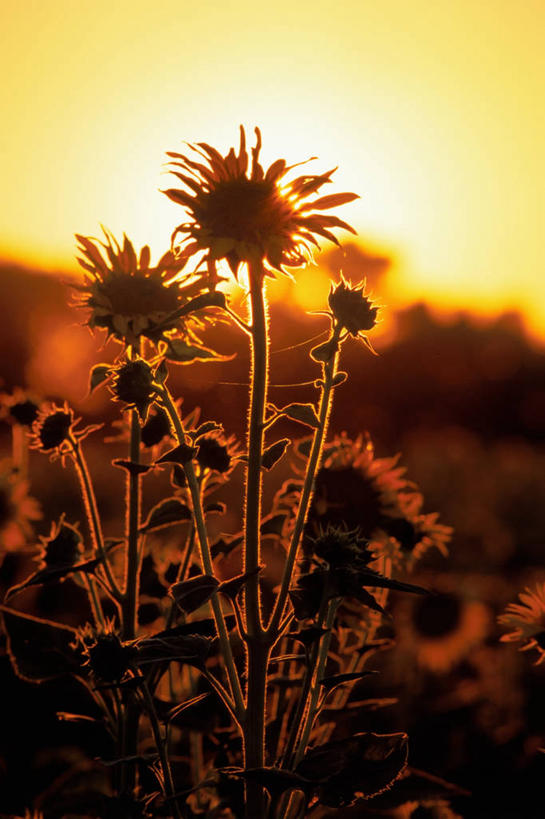 无人,竖图,室外,白天,农业,农作物,太阳能,日落,折射,田地,食品,茎,种子,热,饮食,花瓣,黄色,黑色,摄影,年龄,死亡,腐烂,北美,加利福尼亚,剪影,逆光,光合作用,环境保护,结束,秋天,彩图