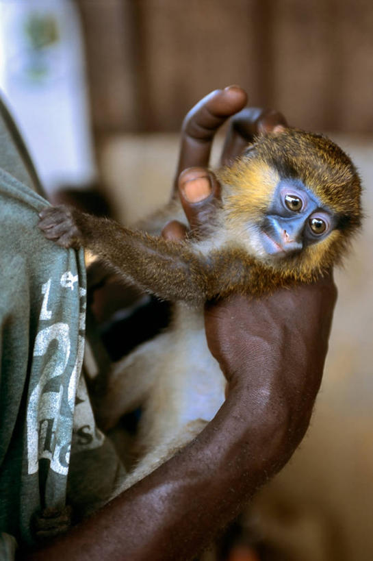 一个人,竖图,猴子,非洲,加蓬,动物,摄影,病毒,艾滋病病毒,非洲人,彩图