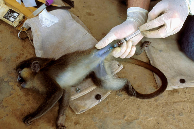 一个人,横图,室内,猴子,非洲,加蓬,动物,摄影,病毒,注射器,艾滋病病毒,彩图,动物学