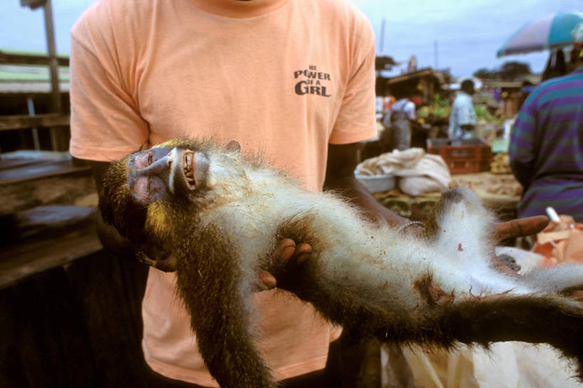 一个人,横图,猴子,非洲,加蓬,食品,拿着,饮食,动物,摄影,病毒,贩卖,艾滋病病毒,非洲人,彩图,动物学