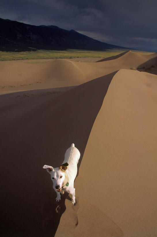 无人,站,说,竖图,俯视,室外,白天,讨论,探险,纯洁,智慧,旅途,日落,狗,阴影,弯曲,沙子,山顶,云,拱门,看,家畜,可爱,平衡,童年,童趣,摄影,张开双腿,保护,幽默,徽章,北美,摇动,反差,童真,烂漫,无邪,忠诚,科罗拉多州,洛矶山脉,勇气,盗贼,支配,大沙丘国家公园,展开双腿,交流,冒险,天真,沟通,讲话,交谈,商讨,说话,谈话,彩图,高角度拍摄,伸展双腿,动物行为,好奇心