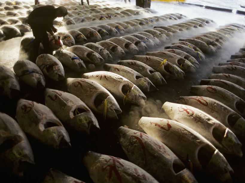 一个人,横图,室内,白天,渔业,东京,日本,一排,丰富,整齐,食品,首都,鲔鱼,饮食,排列,工业,摄影,队列,冷凝,海产,彩图