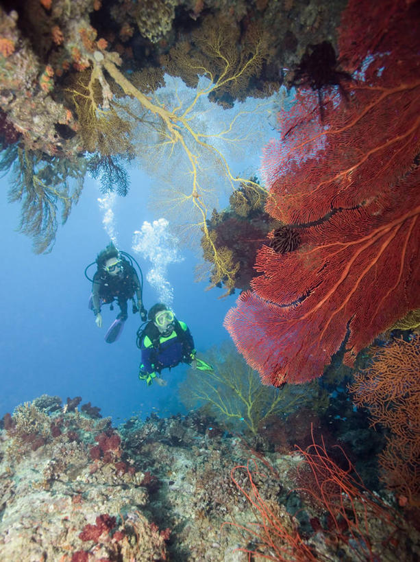 西方人,两个人,竖图,探险,水下,海洋,欧洲,斐济,欧洲人,海洋生物,无脊椎动物,泡泡,摄影,腔肠动物,太平洋,柳珊瑚,珊瑚虫,石帆,海团扇,冒险,白种人,暗礁,休闲活动,彩图,旅行,水肺潜水