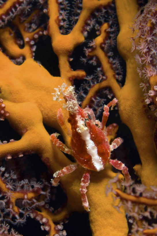 无人,竖图,夜晚,水下,海洋,斐济,螃蟹,橙色,摄影,太平洋,热带气候,软珊瑚,节肢动物,甲壳动物,蜘蛛蟹,彩图