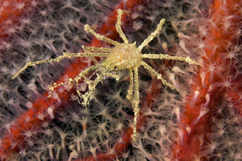 无人,横图,夜晚,水下,海洋,斐济,螃蟹,摄影,太平洋,热带气候,软珊瑚,节肢动物,甲壳动物,蜘蛛蟹,彩图