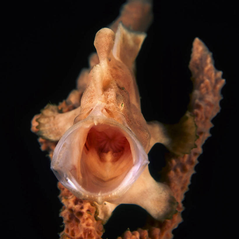 无人,方图,特写,正面,神秘,水下,海洋,印度尼西亚,鱼,鱼类,海洋生物,张嘴,橙色,摄影,水生动物,水生物,张大嘴巴,海底动物,襞鱼,张开嘴,彩图