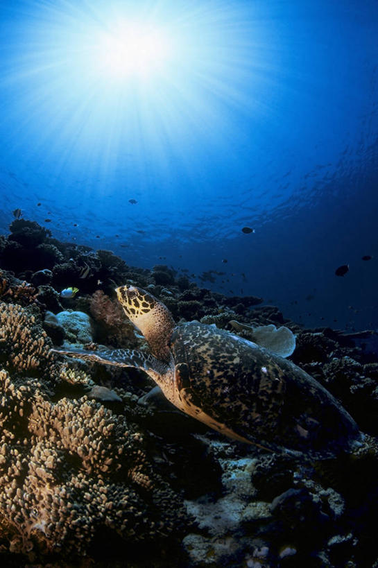 游泳,无人,竖图,水下,海洋,日光,马尔代夫,珊瑚,蓝色,摄影,玳瑁,热带气候,印度洋,绿蠵龟,暗礁,彩图