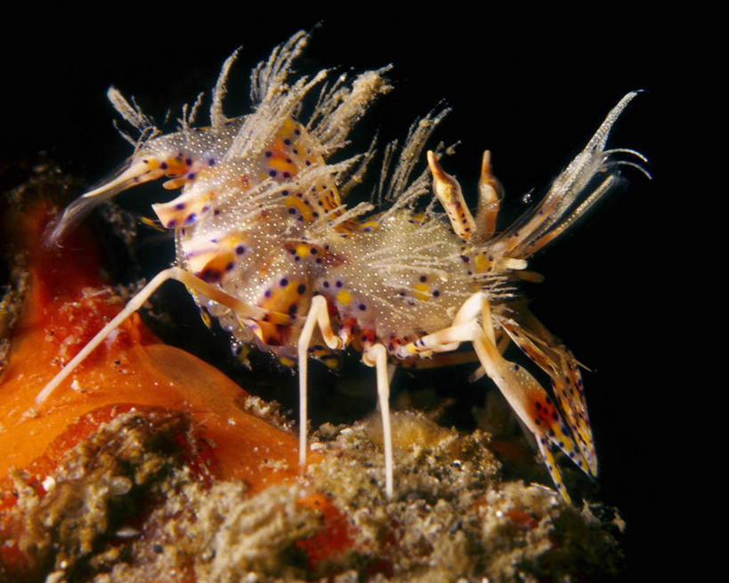 无人,横图,水下,海洋,珊瑚,斑点,虾,橙色,探索,摄影,热带气候,彩图