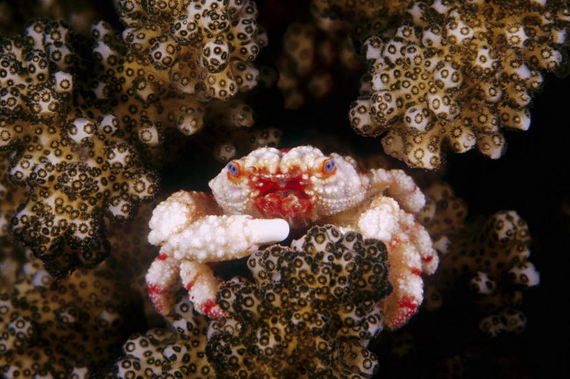 眼睛,无人,横图,水下,水,巴布亚新几内亚,螃蟹,珊瑚,蓝色,摄影,热带气候,彩图