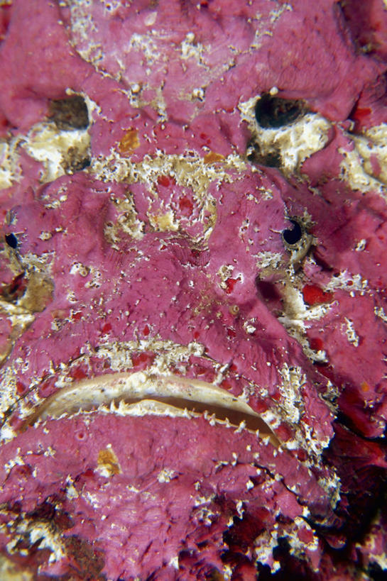 无人,竖图,特写,神秘,水下,海洋,巴布亚新几内亚,粉色,摄影,部分,丑陋,中华鬼鲉,彩图,全画面,全框架,全帧,全画幅