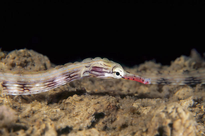 无人,横图,侧面,水下,海洋,巴布亚新几内亚,摄影,部分,热带气候,剃刀鱼,彩图