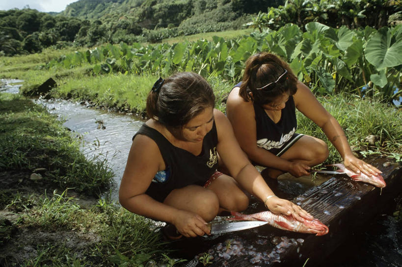 少年,中年人,两个人,家庭,母亲,女儿,农场,横图,室外,白天,农业,美国,鱼类,小溪,温暖,温馨,一家人,摄影,和睦,夏威夷群岛,清洗,彩图,钓鱼,融洽,毛伊岛