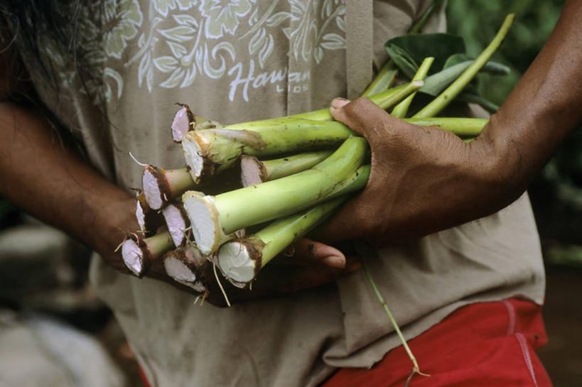 中年人,手,一个人,农场,横图,室外,白天,农业,美国,芋头,食品,拿着,饮食,摄影,收获,夏威夷群岛,比格岛,彩图,传统文化