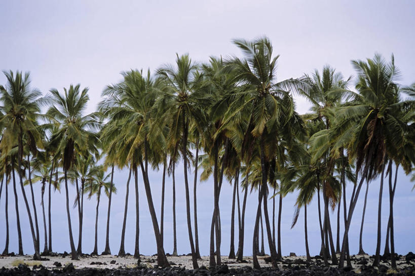 无人,横图,室外,白天,植物,棕榈树,叶子,美国,澳大利亚,一排,整齐,绿叶,树,树木,排列,绿色,自然,嫩叶,摄影,生长,成长,热带气候,队列,大洋洲,澳洲,棕榈叶,墨尔本,南方大陆,首府,夏威夷群岛,比格岛,澳大利亚联邦,维多利亚,维多利亚州,新金山,叶,叶片,棕树,棕榈,彩图,库克船长的小屋