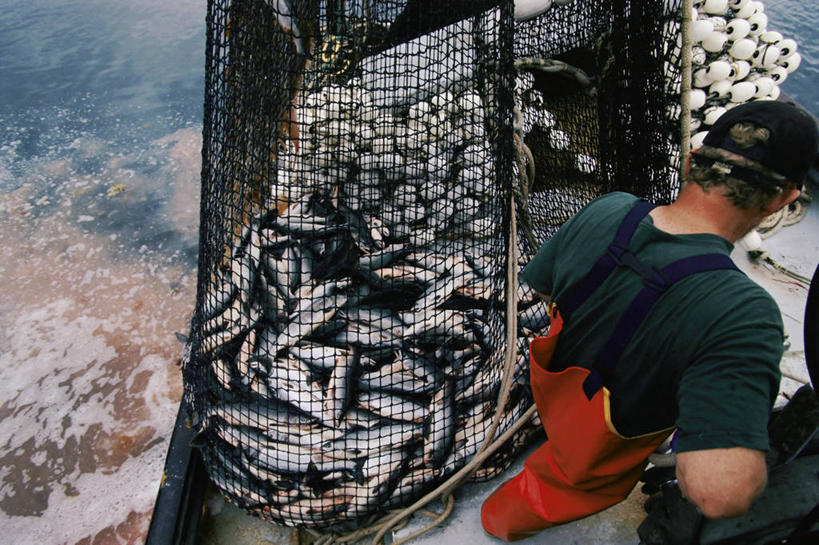 西方人,成年人,中年人,一个人,站,横图,渔业,欧洲,美国,欧洲人,仅一个男性,仅一个人,仅一个中年男性,工作,食品,工业,摄影,鲱鱼,鱼网,瓦尔迪兹,男人,男性,中年男性,白种人,彩图