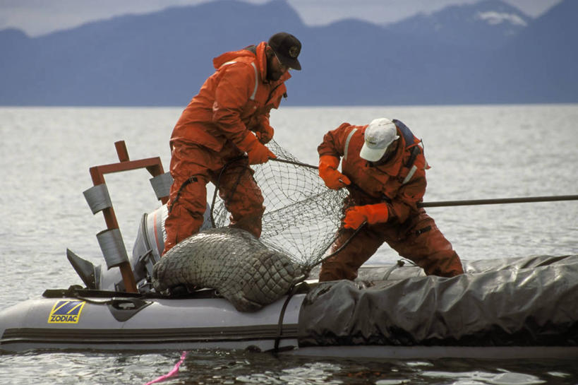 西方人,中年人,两个人,横图,室外,白天,海洋,哺乳动物,野生动物,欧洲,美国,欧洲人,科学,动物,摄影,渔网,接,斑海豹,瓦尔迪兹,白种人,彩图,充气艇