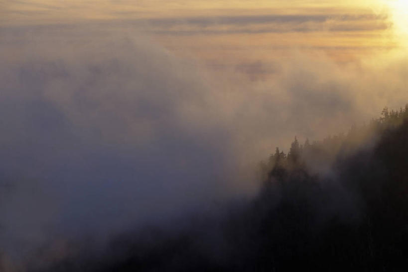 无人,横图,俯视,航拍,室外,白天,森林,雾,美国,天气,树,摄影,酷,气候,鸟瞰,彩图,高角度拍摄,阿拉斯加海湾