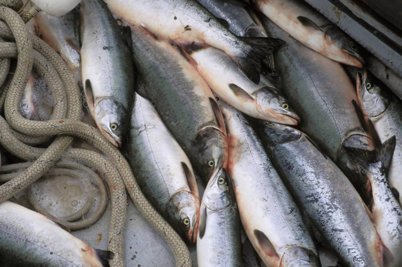 无人,横图,室外,美国,食品,动物,绳子,工业,摄影,石油工业,瓦尔迪兹,彩图,钓鱼