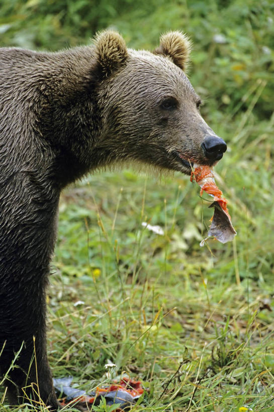 无人,吃,竖图,室外,特写,白天,侧面,美国,捕食,自然,摄影,北美,北美洲,美洲,阿拉斯加,阿拉斯加州,北亚美利加洲,亚美利加洲,最后的边疆,午夜阳光之地,科迪亚克岛,科迪亚克棕熊,棕熊,彩图,美利坚合众国,柯达
