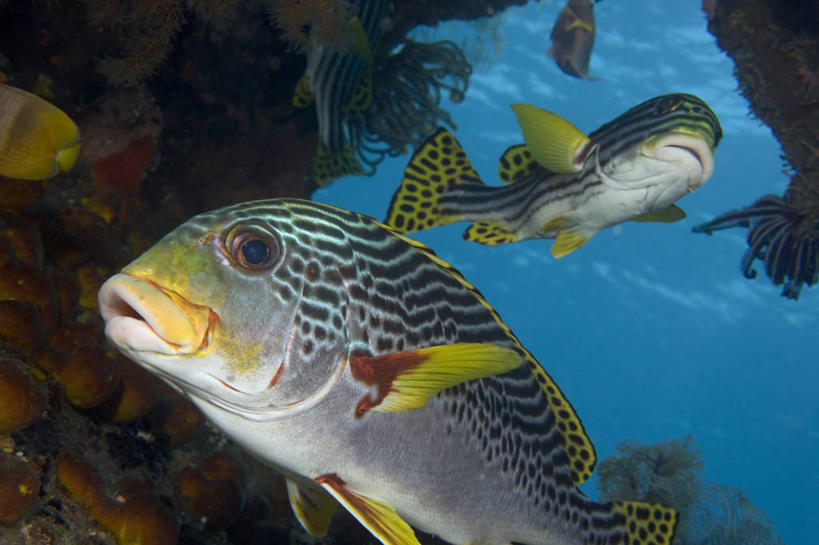 无人,横图,特写,水下,水,印度尼西亚,条纹,鱼,鱼类,自然,动物,摄影,鲈鱼,热带气候,花鲈,鲈板,鲈子鱼,辐鳍鱼,彩图,好奇心,巴厘