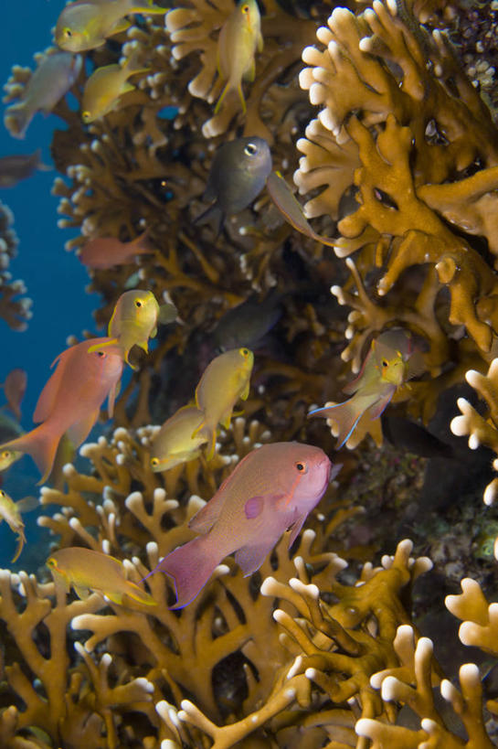 无人,竖图,特写,水下,水,印度尼西亚,珊瑚,动物,摄影,宝石鱼,彩图,火珊瑚,巴厘