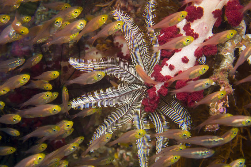 无人,横图,水下,水,海星,印度尼西亚,一群,许多,鱼,很多,教育,鱼类,海洋生物,无脊椎动物,自然,动物,教,摄影,多样,鲈鱼,热带气候,水生动物,水生物,棘皮动物,海底动物,西巴布亚省,花鲈,鲈板,鲈子鱼,海百合,伊里安查亚,辐鳍鱼,彩图