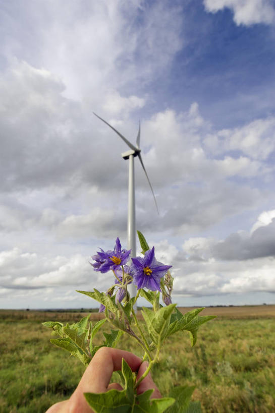 农场,竖图,室外,白天,风,美国,地平线,田地,云,野花,拿着,旋转,草,花,蓝色,天空,平原,握紧,转,摄影,能源,电,协调,环境,北美,北美洲,美洲,光合作用,替代能源,环境保护,涡轮,北亚美利加洲,亚美利加洲,俄克拉何马,俄克拉何马州,俄克拉荷马州,奥克拉荷马,抢先之州,风轮机,彩图,美利坚合众国