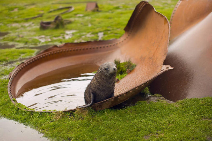 无人,横图,室外,白天,纯洁,哺乳动物,海豹,野生动物,环保,金属,自然,动物,可爱,童年,童趣,摄影,活泼,能源,环境,回收,资源,利用,童真,低碳,烂漫,无邪,循环,持续,南乔治亚岛,海熊,濒危物种,天真,彩图,南冰洋