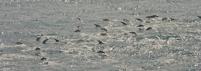 无人,跳,横图,全景,室外,白天,海洋,企鹅,野生动物,一群,许多,飞溅,鸟类,很多,自然,动物,可爱,摄影,活泼,南乔治亚岛,次南极区群岛,彩图,南冰洋,冠毛企鹅